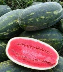 Семена арбуза Эксплорер F1, п.о. 1 тыс. семян (Clause)