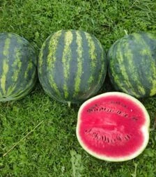 Насіння кавуна Зоря F1, п.о. 100 насінин (ZKI)