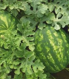 Семена арбуза КС 635 F1, п.о. 100 семян (Kitano Seeds)