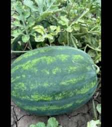 Насіння кавуна Люмен F1, п.о. 250 насінин (Libra Seeds)