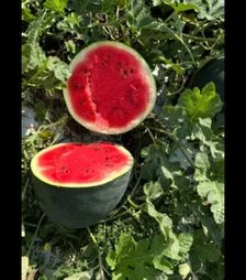 Семена арбуза Санрей F1, п.о. 250 семян (Libra Seeds)