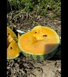 Семена арбуза Сантиз F1, п.о. 1 тыс. семян (Libra Seeds)