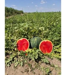 Семена арбуза Синфония F1, п.о. 100 семян (Sakata)