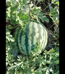 Семена арбуза Флорида F1, п.о. 250 семян (Libra Seeds)