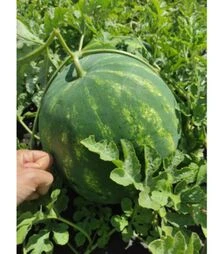 Семена арбуза Харизма F1, п.о. 100 семян (ZKI)