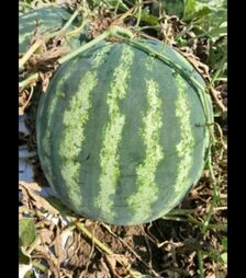 Семена арбуза Янки F1, п.о. 1 тыс. семян (Libra Seeds)