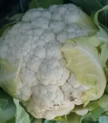 Насіння цвітної капусти Корлану F1, п.о. 2,5 тис. насінин (Syngenta)