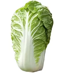 Насіння пекінської капусти Маноко F1, п.о. 2,5 тис. насінин (Bejo)