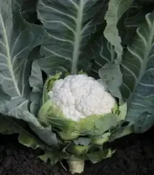 Насіння цвітної капусти Солістар F1, п.о. 2,5 тис. насінин (Syngenta)