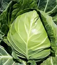 Насіння білоголової капусти Болікор F1, п.о. 1 тис. насінин (Syngenta)