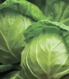 Насіння білоголової капусти Джетодор F1, п.о. 2,5 тис. насінин (Syngenta)