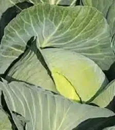 Насіння білоголової капусти Джубілі F1, п.о. 2,5 тис. насінин (Bejo)