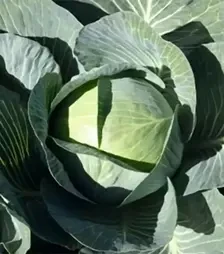 Насіння білоголової капусти Експект F1, п.о. 2,5 тис. насінин (Bejo)