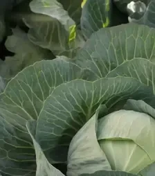 Насіння білоголової капусти Еластор F1, п.о. 2,5 тис. насінин (Syngenta)