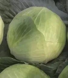 Насіння білоголової капусти Закапа F1, п.о. 2,5 тис. насінин (Bejo)