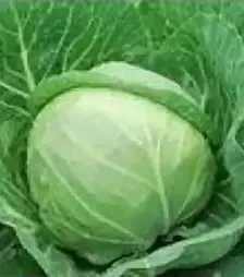 Семена белокочанной капусты Катарина F1, п.е. 2,5 тыс. семян (Bejo)