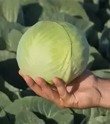 Насіння білоголової капусти Калуга F1, п.о. 2,5 тис. насінин (Bejo)