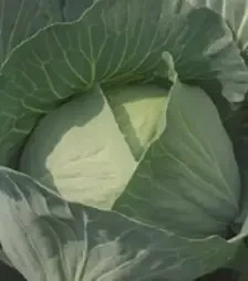 Насіння білоголової капусти Бронко F1, п.о. 2,5 тис. насінин (Bejo)