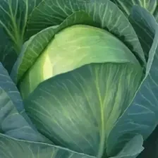 Насіння білоголової капусти Глорія F1, п.о. 2,5 тис. насінин (Syngenta)