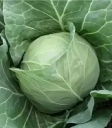 Семена белокочанной капусты Ритейл F1, п.е. 2,5 тыс. семян (Libra Seeds)