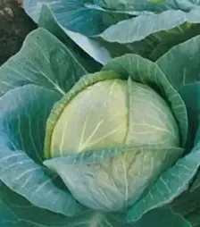 Семена белокочанной капусты Мегатон F1, п.е. 2,5 тыс. семян (Bejo)