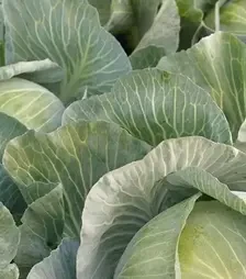 Насіння білоголової капусти Кеплер F1, п.о. 2,5 тис. насінин (Syngenta)