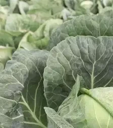 Насіння білоголової капусти Конкерор F1, п.о. 2,5 тис. насінин (Bejo)