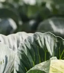 Семена белокочанной капусты Коронейшн F1, п.е. 2,5 тыс. семян (Takii Seed)