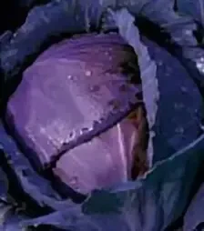 Семена красноголовой капусты Лангедейкер Дауэр, 500 г (Коуэлл)