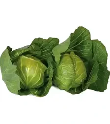 Насіння білоголової капусти Лауда F1, п.о. 2,5 тис. насінин (Syngenta)