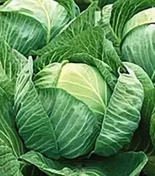 Насіння білоголової капусти Лібератор F1, п.о. 2,5 тис. насінин (Syngenta)