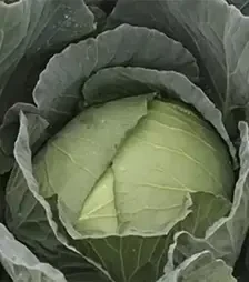 Насіння білоголової капусти Мавунор F1, п.о. 2,5 тис. насінин (Syngenta)