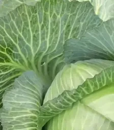 Насіння білоголової капусти Марконі F1, п.о. 2,5 тис. насінин (Syngenta)