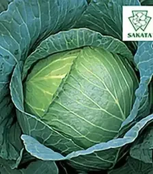 Насіння білоголової капусти Марлу F1, п.о. 1 тис. насінин (Sakata)