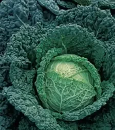 Насіння савойської капусти Меліса F1, п.о. 2,5 тис. насінин (Bejo)
