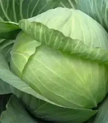 Насіння білоголової капусти Парадокс F1, п.о. 2,5 тис. насінин (Bejo)