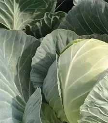 Насіння білоголової капусти Пассат F1, п.о. 2,5 тис. насінин (Bejo)