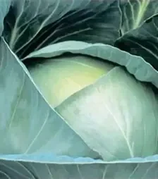 Семена белокочанной капусты Профессор F1, п.е. 2,5 тыс. семян (Syngenta)