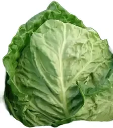 Насіння савойської капусти Рана Жлута, 1 кг (Moravoseed)