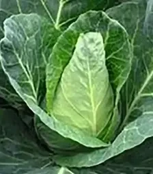 Семена конической капусты Редженси F1, п.е. 2,5 тыс. семян (Hazera)