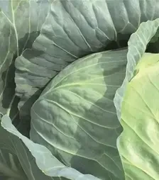 Насіння білоголової капусти Репорт F1, п.о. 2,5 тис. насінин (Bejo)