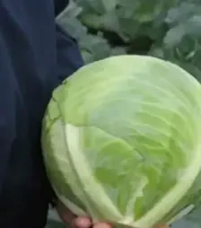 Насіння білоголової капусти Ріекшн F1, п.о. 2,5 тис. насінин (Bejo)