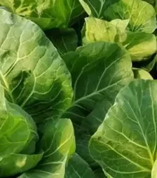 Насіння білоголової капусти Росберг F1, п.о. 2,5 тис. насінин (Syngenta)