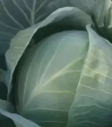 Семена белокочанной капусты Структа F1, п.е. 2,5 тыс. семян (Takii Seed)