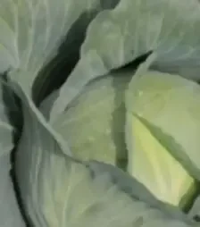Насіння білоголової капусти Тайфун F1, п.о. 2,5 тис. насінин (Bejo)