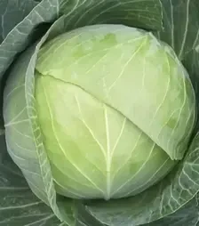 Насіння білоголової капусти Ксена F1, п.о. 1 тис. насінин (Libra Seeds)