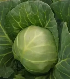 Насіння білоголової капусти Каррера, п.о. 2,5 тис. насінин (Hazera)