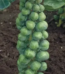 Семена капусты брокколи Абакус F1, п.е. 2,5 тыс. семян (Syngenta)