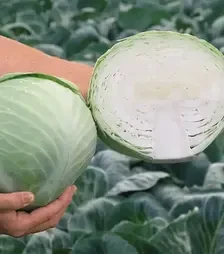 Семена белокочанной капусты Анкома F1, п.е. 2,5 тыс. семян (Rijk Zwaan)