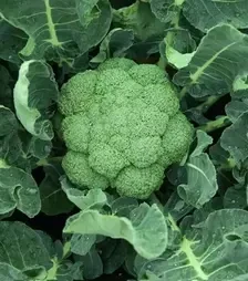 Семена капусты брокколи Батавия F1, п.е. 2,5 тыс. семян (Bejo)